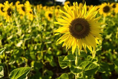 Close-up of sunflower