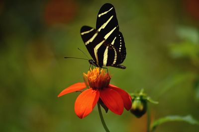 Close-up of butterfly on flower