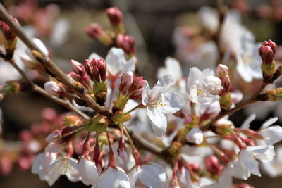 Close-up of cherry blossom