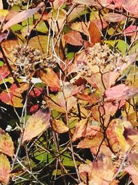 Close-up of autumn leaves on plant