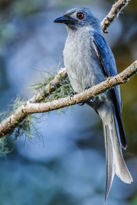 Close-up of bird perching on branch