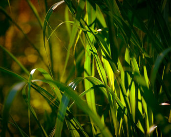 Close-up of green leaves