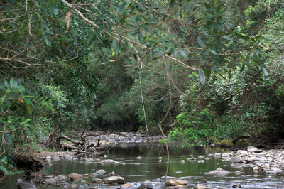 View of lake in forest