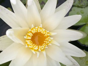 Close-up of white flower blooming outdoors