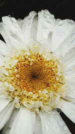 Close-up of white flowers