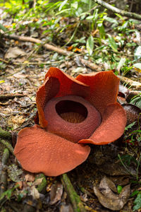 Close-up of mushroom growing on field