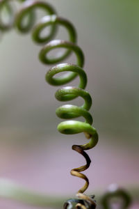 Close-up of fern