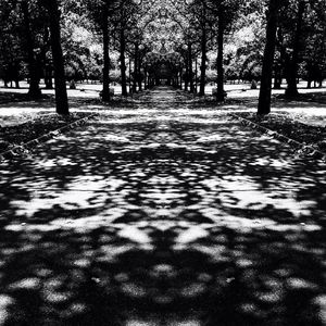 Road passing through trees