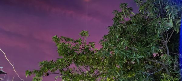 Close-up of pink flowering plant against sky