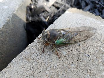 Close-up of insect on white surface