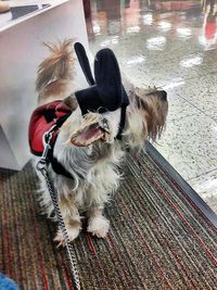 Portrait of dog standing on floor