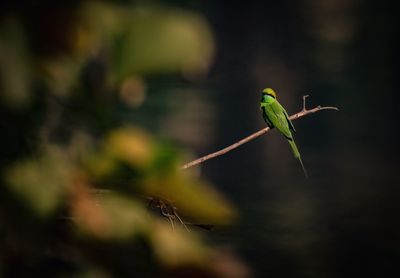 Green bee eater sitting on branch 