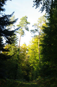 Low angle view of trees in forest against sky