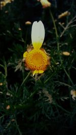 Close-up of yellow flower