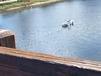 High angle view of swan swimming on lake