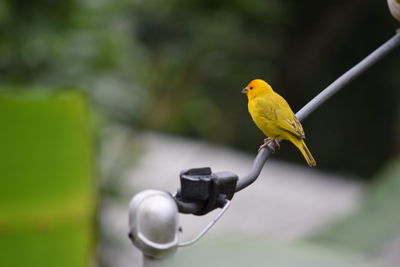 Close-up of bird perching on leaf