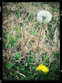 Close-up of dandelion flower in field