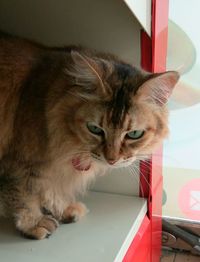 Close-up of cat sitting