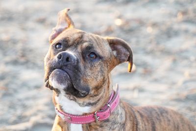 Close-up portrait of dog