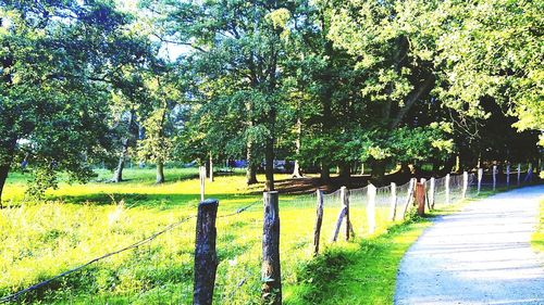 Footpath amidst trees in park