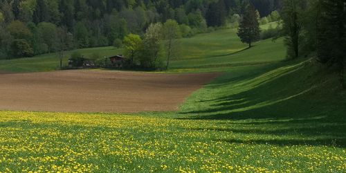 Scenic view of agricultural field