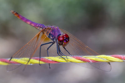 Close-up of insect on leaf