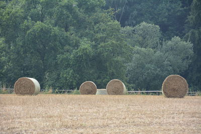 Hay bales on dried grassy field