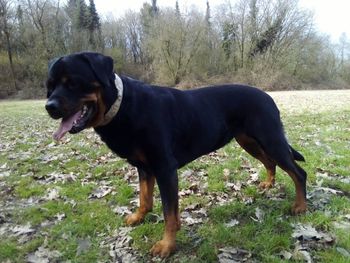 Portrait of black dog standing on grass