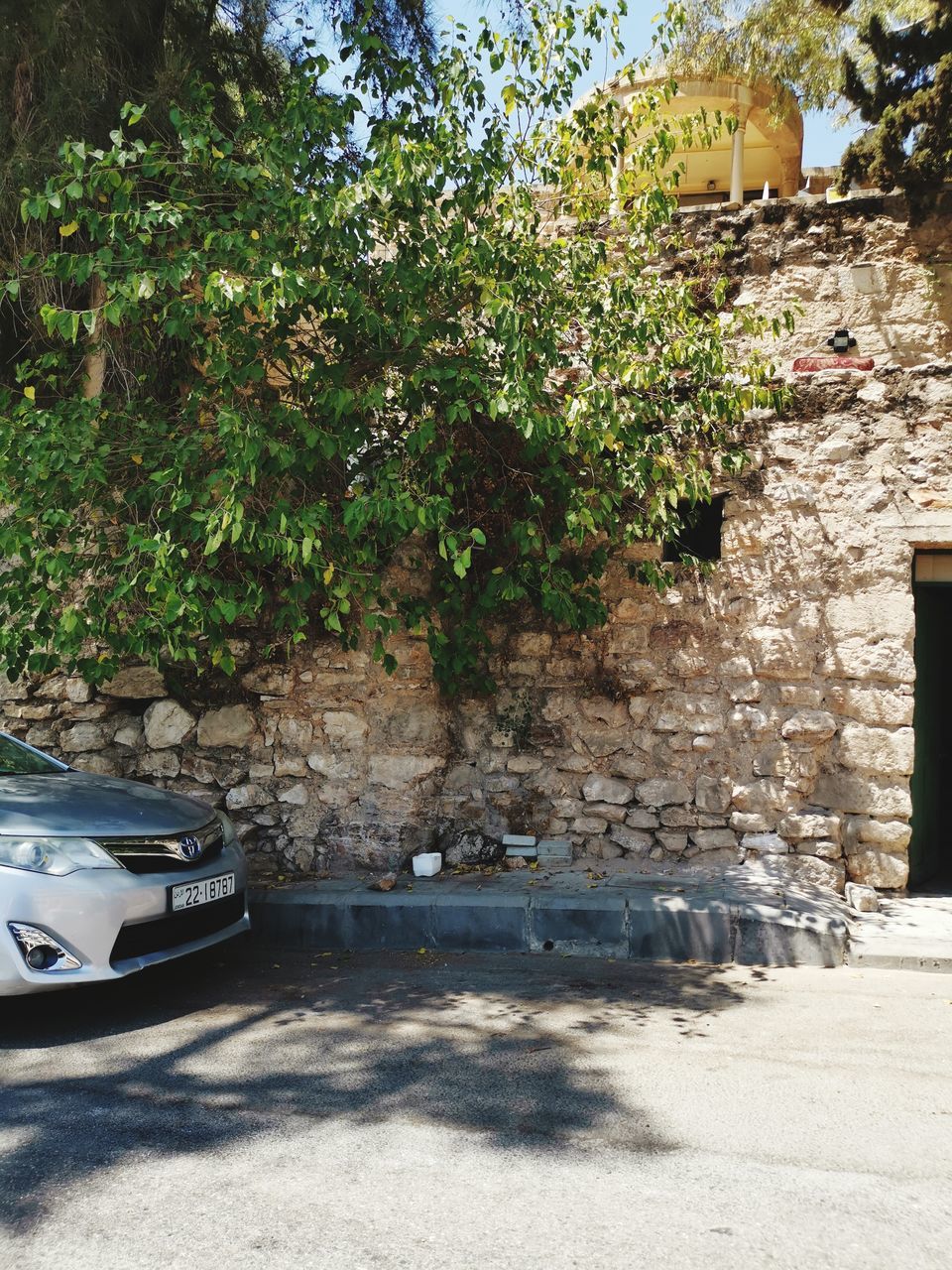 TREES BY PLANTS IN CITY