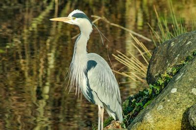 High angle view of gray heron by lake