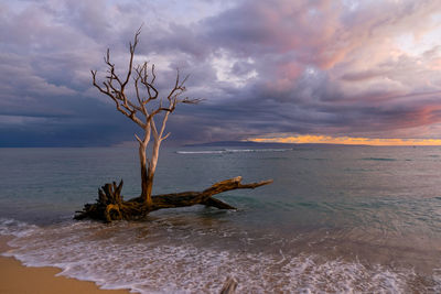 Bare tree by sea against sky during sunset