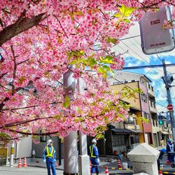 Pink cherry blossom tree in city