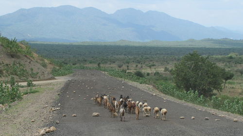 Herd of goat on an empty tar road