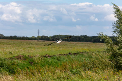 Bird flying over field against sky