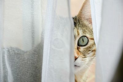 Close-up portrait of a cat