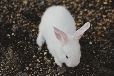 High angle view of white cat on field