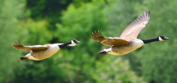 Close up of a bird