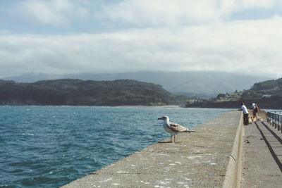 View of seagulls on sea shore
