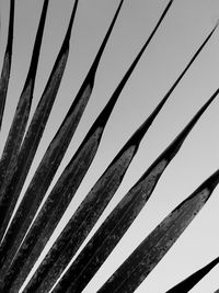 Low angle view of palm trees against sky