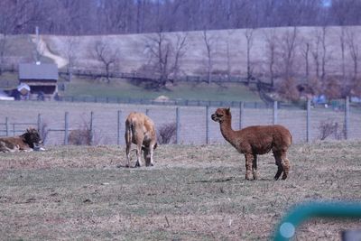 Lamas standing in a field