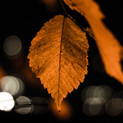 Close-up of leaves
