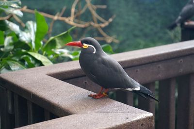 Close-up of bird perching on retaining wall