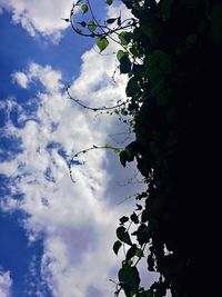 Low angle view of tree against sky