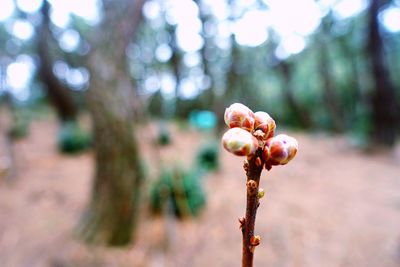 Close-up of plant growing on field