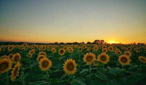 Close-up of sunflower field against sky at sunset