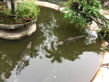 High angle view of tree floating in lake