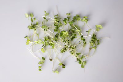 High angle view of white flowering plant