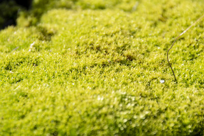 Full frame shot of grass on field