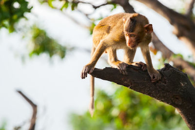 Monkey sitting on a tree