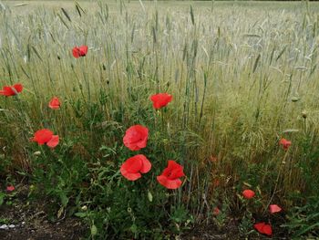 Close-up of red poppy flowers in field